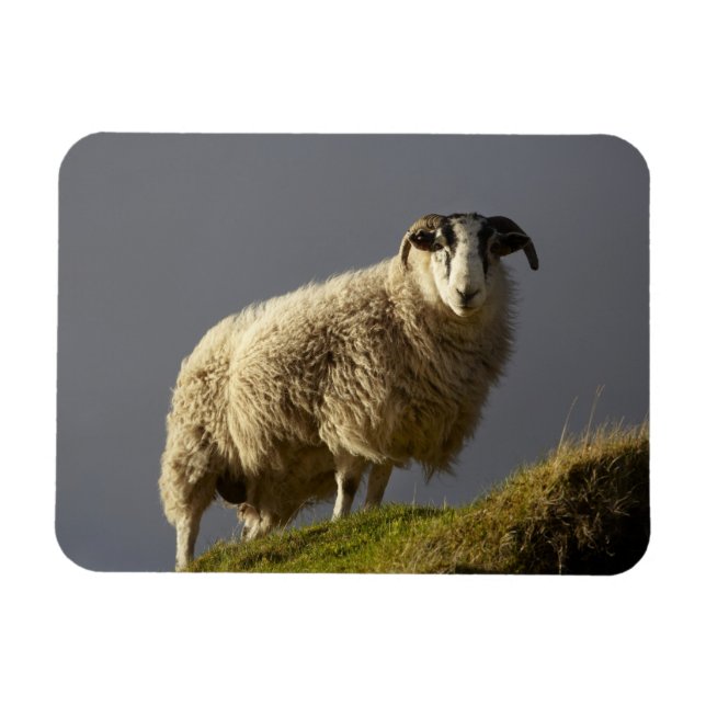 Schafe, Trotternische Halbinsel, Insel Skye, Magnet (Horizontal)