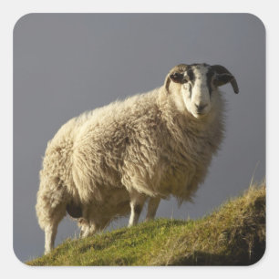 Schafe, Trotternische Halbinsel, Insel Skye, Quadratischer Aufkleber
