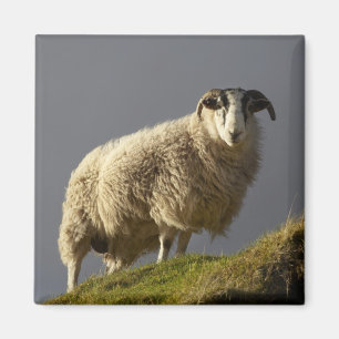 Schafe, Trotternish-Halbinsel, Isle of Skye, Magnet
