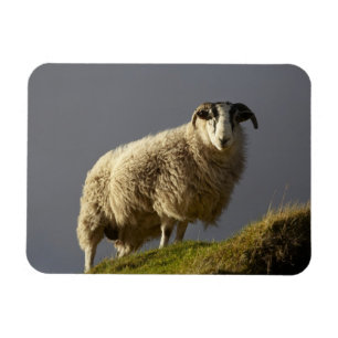 Schafe, Trotternish-Halbinsel, Isle of Skye, Magnet