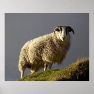 Schafe, Trotternish-Halbinsel, Isle of Skye, Poster