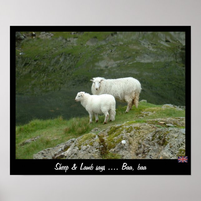 Schafe und Lamm sagt Baa, Baa (Poster) Poster (Vorne)
