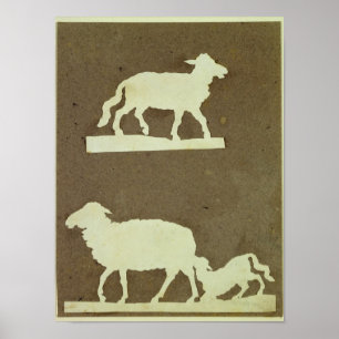 Schafe und Schafe mit Lamm Poster
