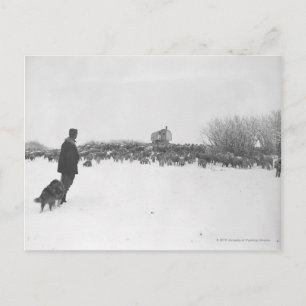 Schäfer und Hund im Schafslager Postkarte