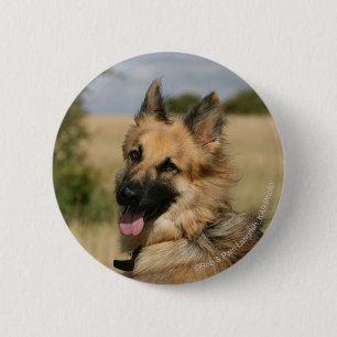 Schäferhund, der heraus Zunge haftet Button