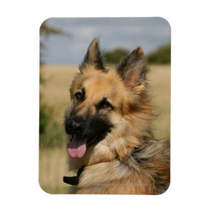 Schäferhund, der heraus Zunge haftet Magnet