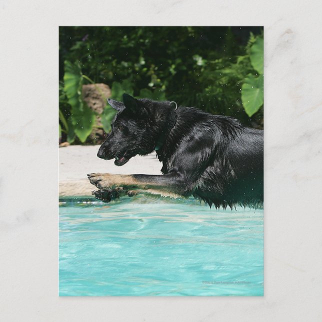 Schäferhund, der in Wasser springt Postkarte (Vorderseite)