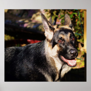 Schäferhund durch Shirley Taylor Poster