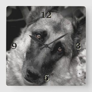 Schäferhund-Foto-Wand-Uhr Quadratische Wanduhr
