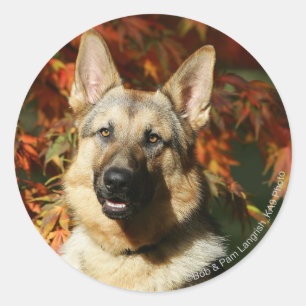 Schäferhund-Herbst-Blätter Runder Aufkleber