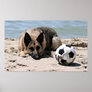 Schäferhund-Hund mit Fußball-Plakat-Druck Poster