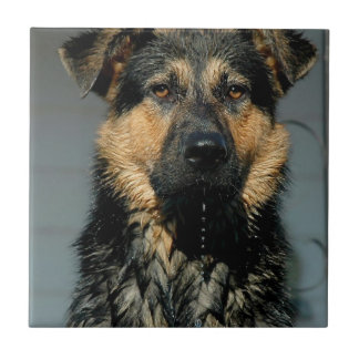Schäferhund-Hundefliese Fliese
