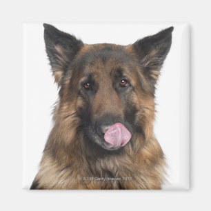 Schäferhund Magnet