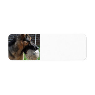 Schäferhund mit Spielzeug