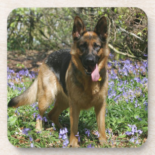 Schäferhund-Niederlegung Getränkeuntersetzer