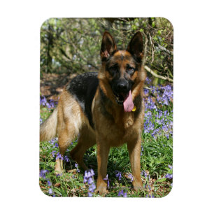 Schäferhund-Niederlegung Magnet