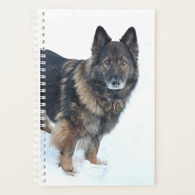 Schäferhund Planer (Vorderseite)