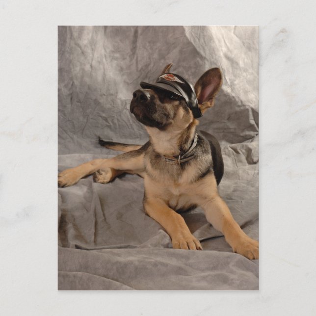 Schäferhund Postkarte (Vorderseite)