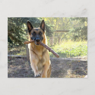 Schäferhund Postkarte