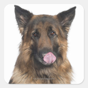 Schäferhund Quadratischer Aufkleber