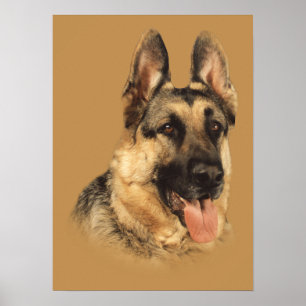Schäferhund-sehr hübscher Druck Poster