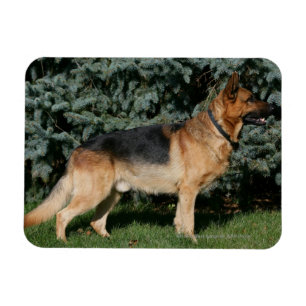 Schäferhund-Show-Stand Magnet