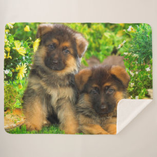 Schäferhund-Welpen Sherpadecke