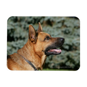 SchäferhundHeadshot 1 Magnet