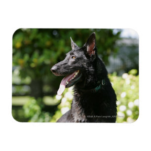 SchäferhundHeadshot 2 Magnet