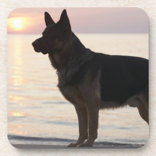 Schäferhundhund auf georgischer Bucht, Ontario, Getränkeuntersetzer