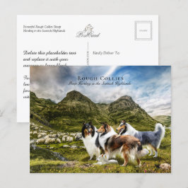 Schafherde-Rough-Colliese - Sammelgut Postkarte
