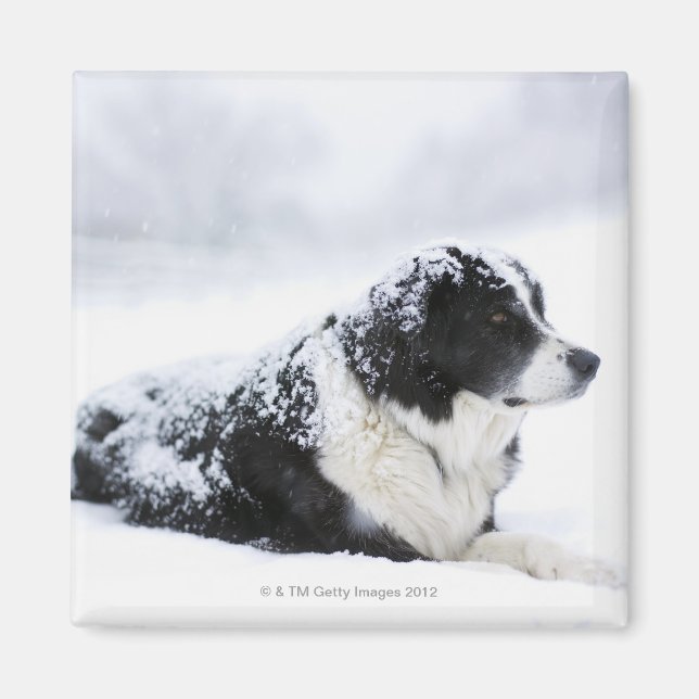 Schafhund (Akbash/Collie-Mix), der während der Magnet (Vorne)