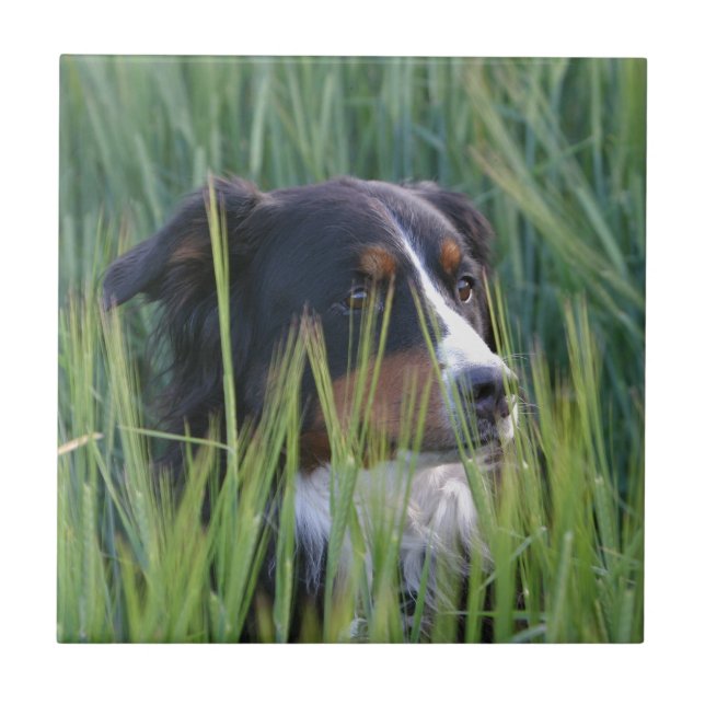Schafhund im Gras Fliese (Vorderseite)