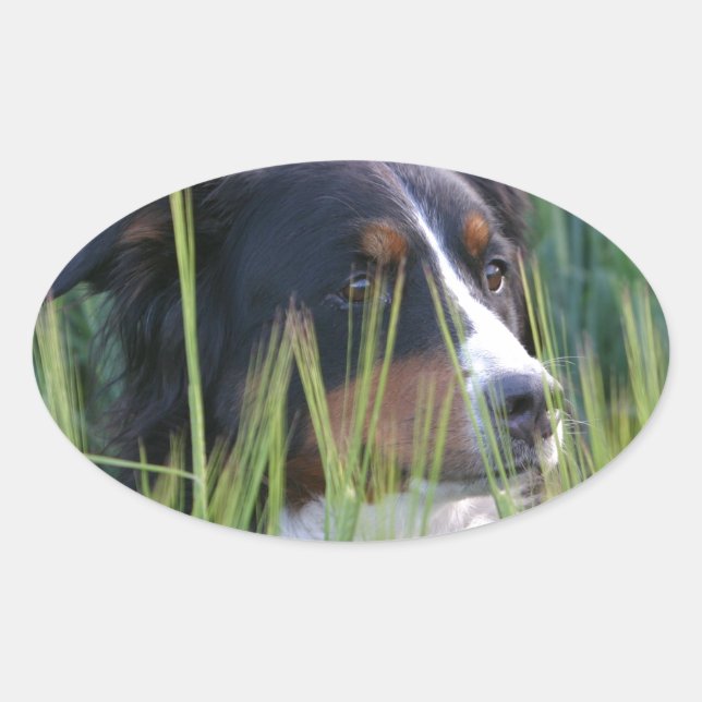 Schafhund im Gras Ovaler Aufkleber (Vorderseite)