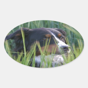 Schafhund im Gras Ovaler Aufkleber