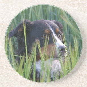 Schafhund im Gras Untersetzer