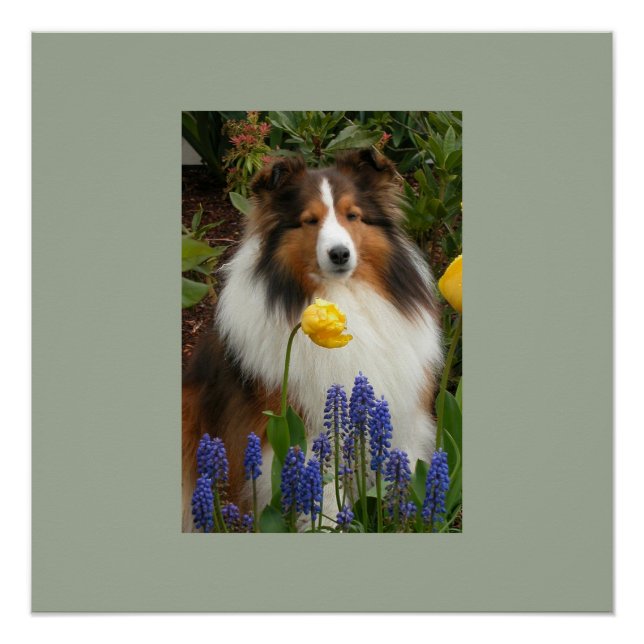 Schafhund in Blume Poster (Vorderseite)