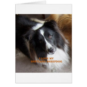 Schafhund Schwarz-Weiß-Liebe w pic