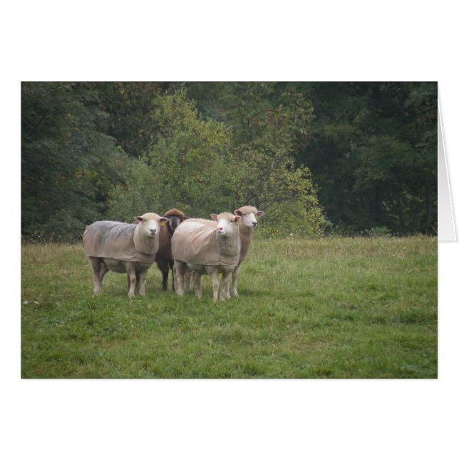 Schafkarte (Vorderseite (Horizontal))