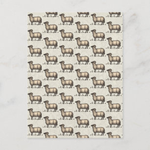 Schaflammfarm Vintag Postkarte