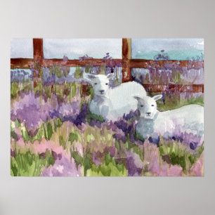 Schaflavenfarm Fields Animal Lambs Poster