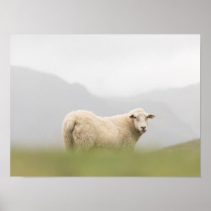 Schafnatur-Foto Poster
