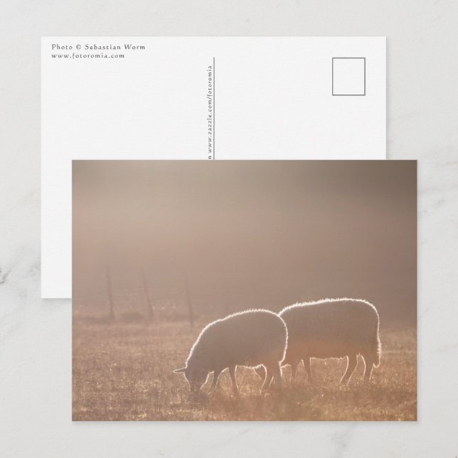 Schafnatur-Foto Postkarte (Vorne/Hinten)