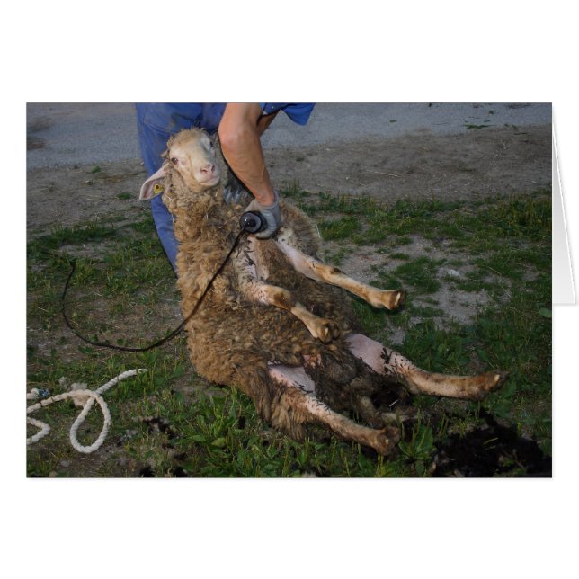 Schafshören (Vorderseite (Horizontal))