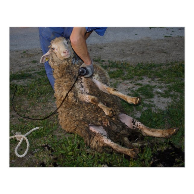 Schafshören Poster (Vorderseite)