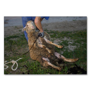 Schafshören Tischnummer