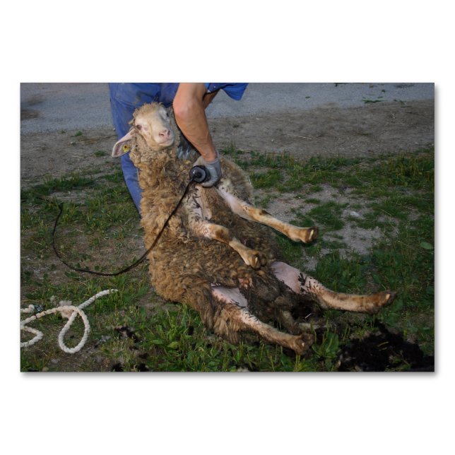 Schafshören Tischnummer (Vorderseite)