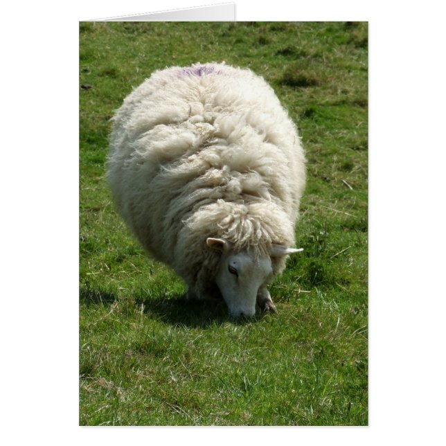Schafskarte (Vorne)