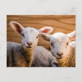Schafskarte Postkarte