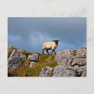 Schafskarte Postkarte